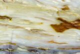 Polished Petrified Wood Slab - Circle Cliffs, Utah #104696-1